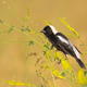 Bobolink. Canon EOS 60D with Tamron SP 150-600mm f/5-6.3 lens; 1/1250 second at f/6.3; ISO 400